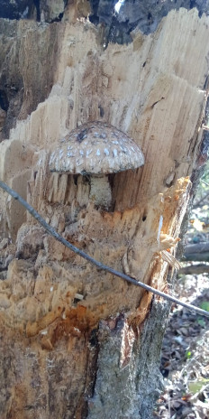 Гриб из Армавир