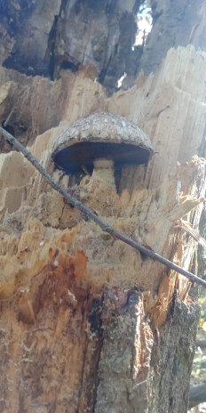 Гриб из Армавир