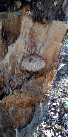 Гриб из Армавир