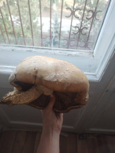 Гриб из Ахтубинск Астраханская область