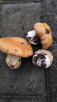 Гриб из Липецк