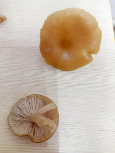 Гриб из Краснодарский край