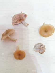 Гриб из Краснодарский край