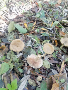 Гриб из Краснодарский край