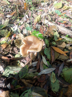 Гриб из Краснодарский край