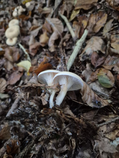 Гриб из Словения