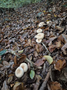 Гриб из Словения