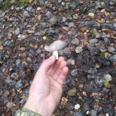 Гриб из Пинск