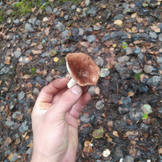 Гриб из Пинск