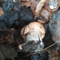 Гриб из Пинск