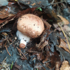 Гриб из Пинск