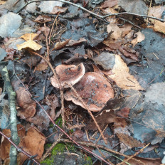 Гриб из Пинск