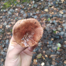 Гриб из Пинск