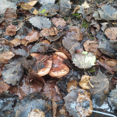 Гриб из Пинск