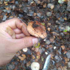 Гриб из Пинск