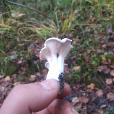 Гриб из Пинск