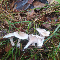 Гриб из Пинск