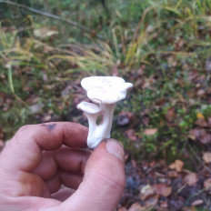 Гриб из Пинск