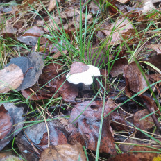 Гриб из Пинск