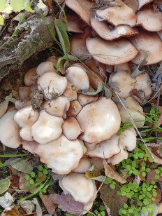 Гриб из Шабо (с.), Одеська обл.