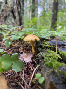 Чешуйчатка огненная