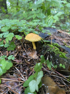 Чешуйчатка огненная