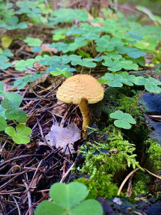 Чешуйчатка огненная