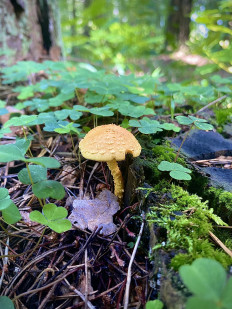 Чешуйчатка огненная