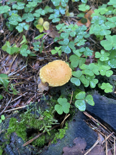 Чешуйчатка огненная