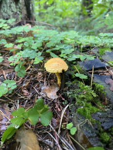 Чешуйчатка огненная