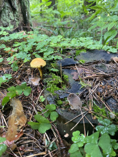 Чешуйчатка огненная