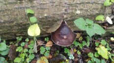 Гриб из Москва