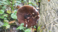 Гриб из Москва