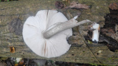 Гриб из Москва