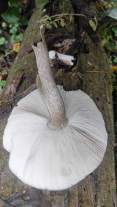 Гриб из Москва