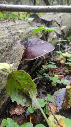 Гриб из Москва