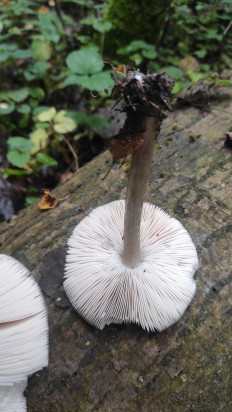 Гриб из Москва