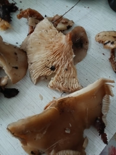 Гриб из Ярославль