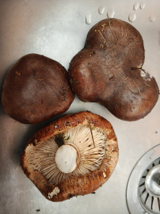 Гриб из Геленджик