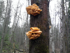 Гриб из г.Ижевск