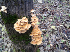 Гриб из г.Ижевск