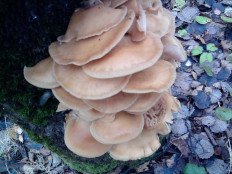 Гриб из г.Ижевск