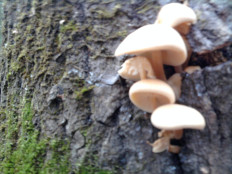 Гриб из г.Ижевск