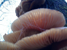 Гриб из г.Ижевск