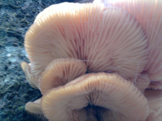 Гриб из г.Ижевск