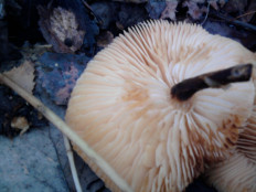 Гриб из г.Ижевск