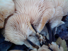 Гриб из г.Ижевск