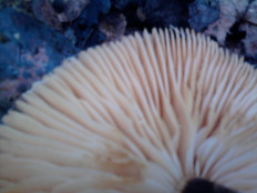 Гриб из г.Ижевск