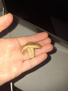 Гриб из Ставропольский край