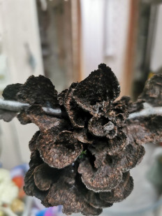 Гриб из Западная двина